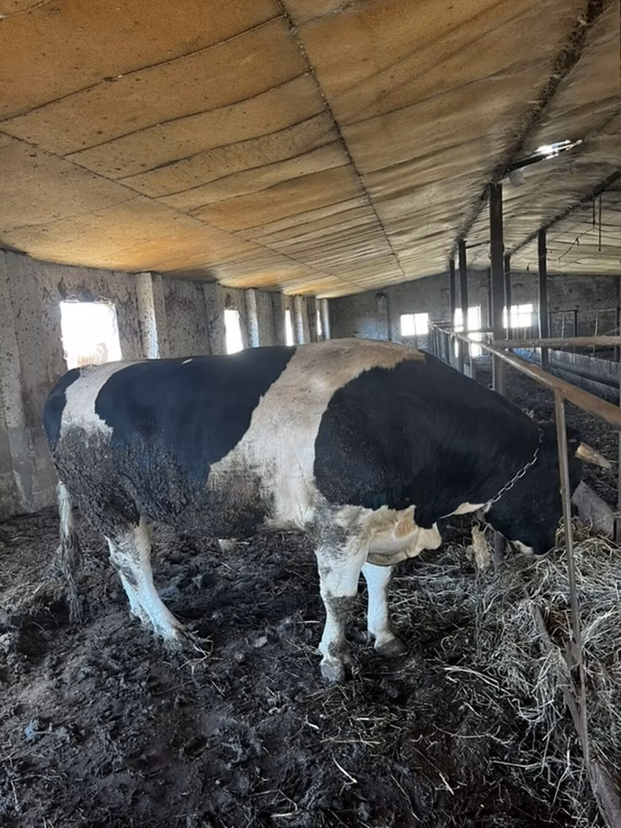 Russian Black pied cattle
