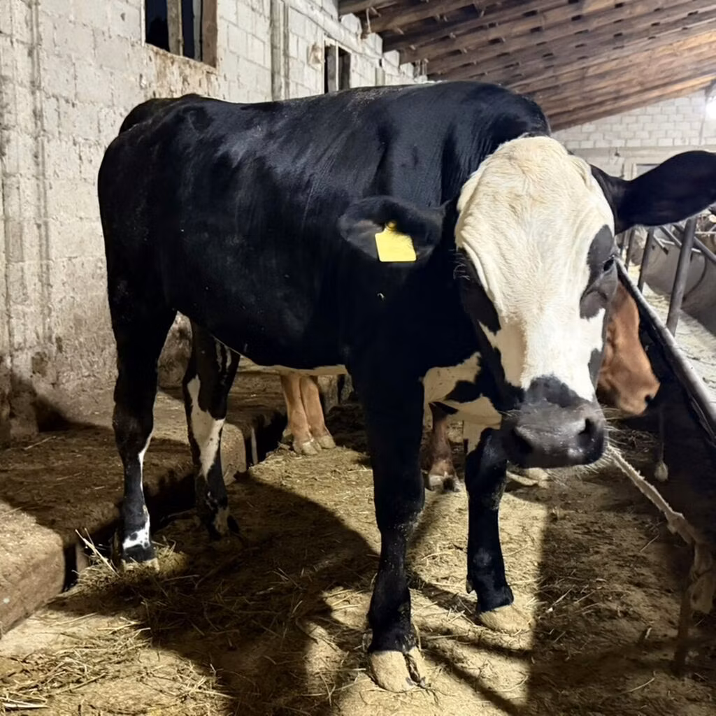 Rasa Holstein
