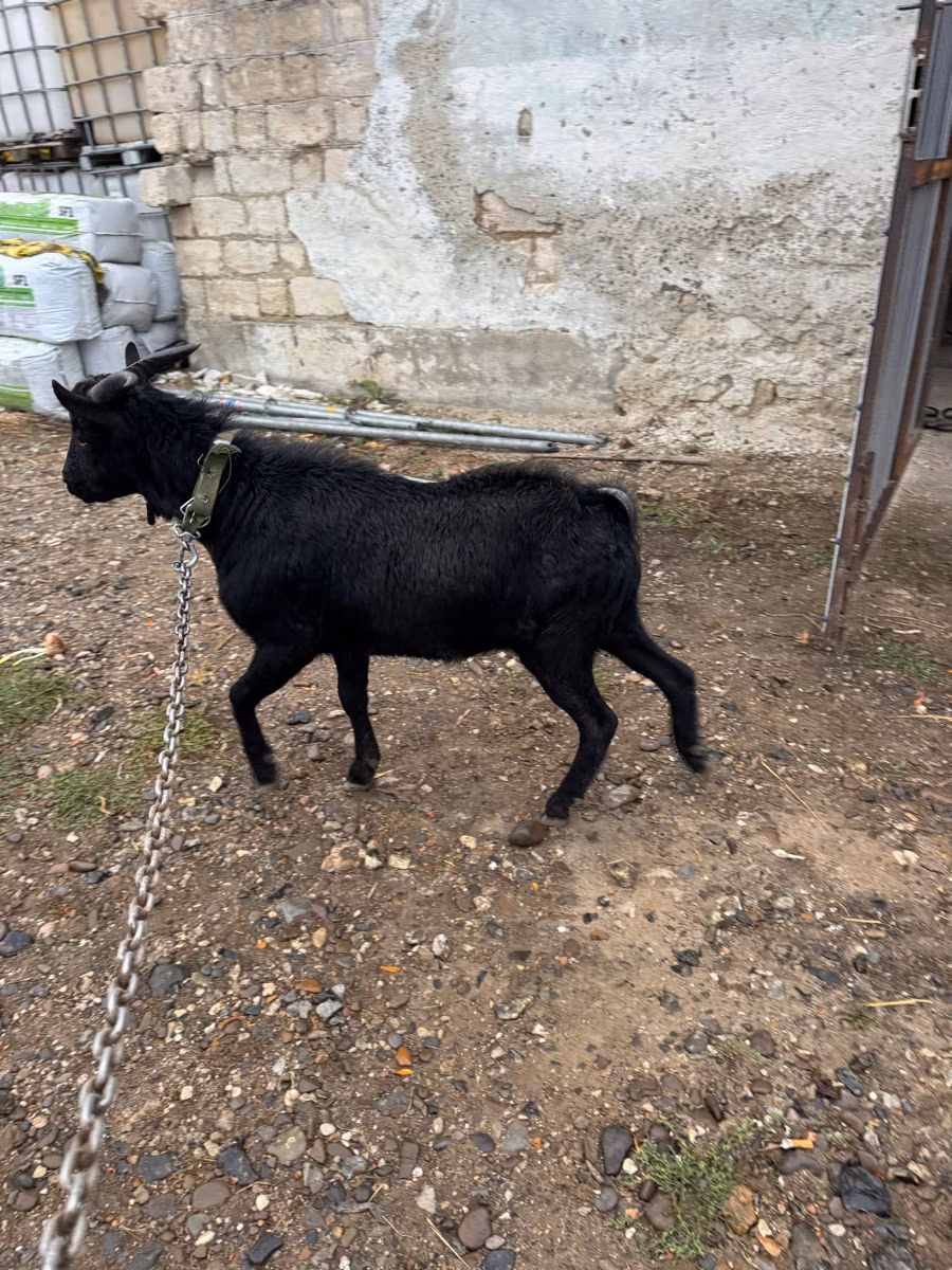 Murcia-Granada goats