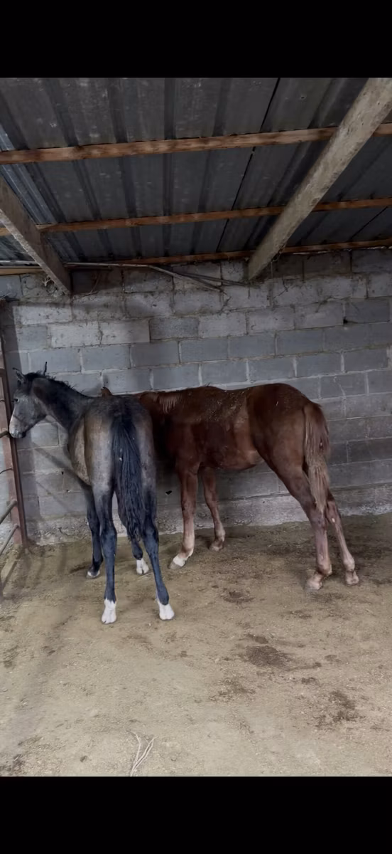 French Trotter