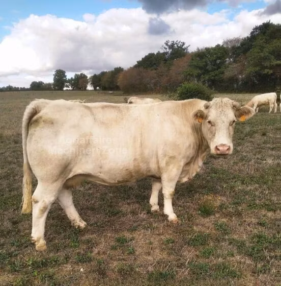 Bushuevskaya cow