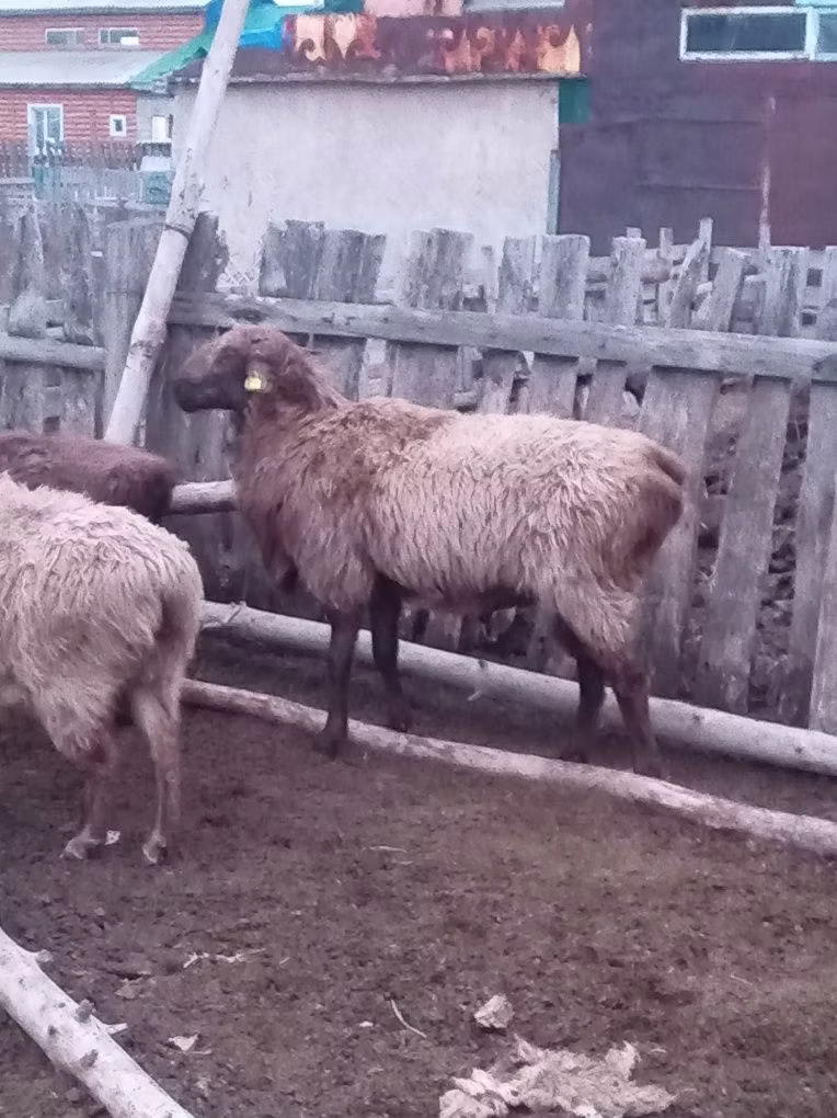 Эдильбай овца
