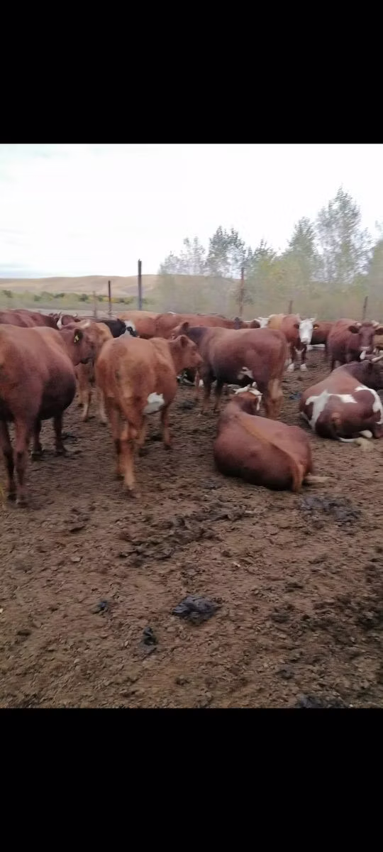 Vaca de estepa roja
