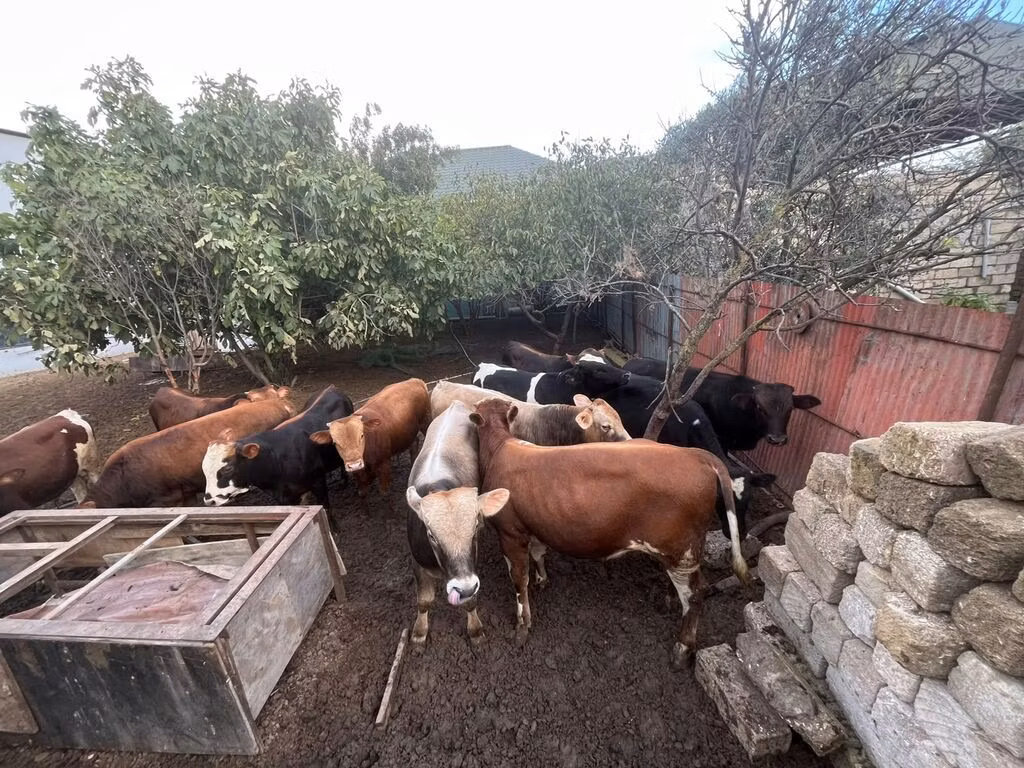 लाल-धब्बेदार नस्ल