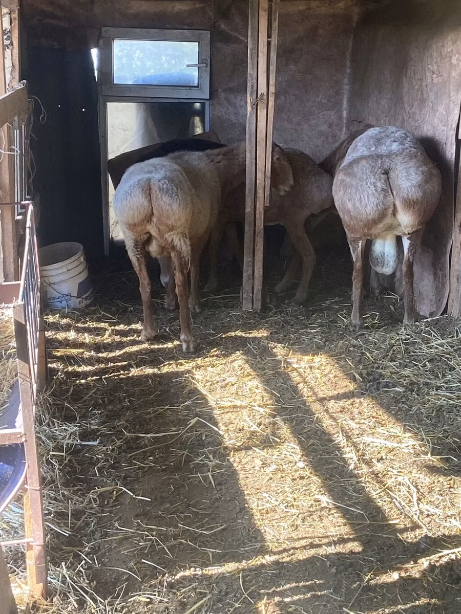 Arashan sheep
