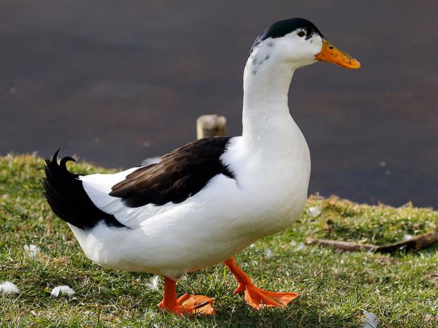 Сойка